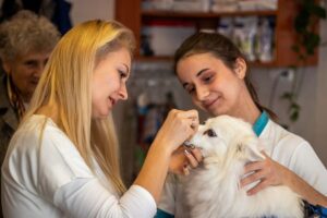 2 állatorvosi asszisztens egy kiskutyát vizsgál ki a rendelőben
