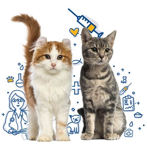 Macskák védőoltásai kandúr és nőstény cica